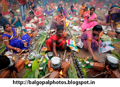 pongal