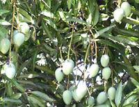 Mango Leaves