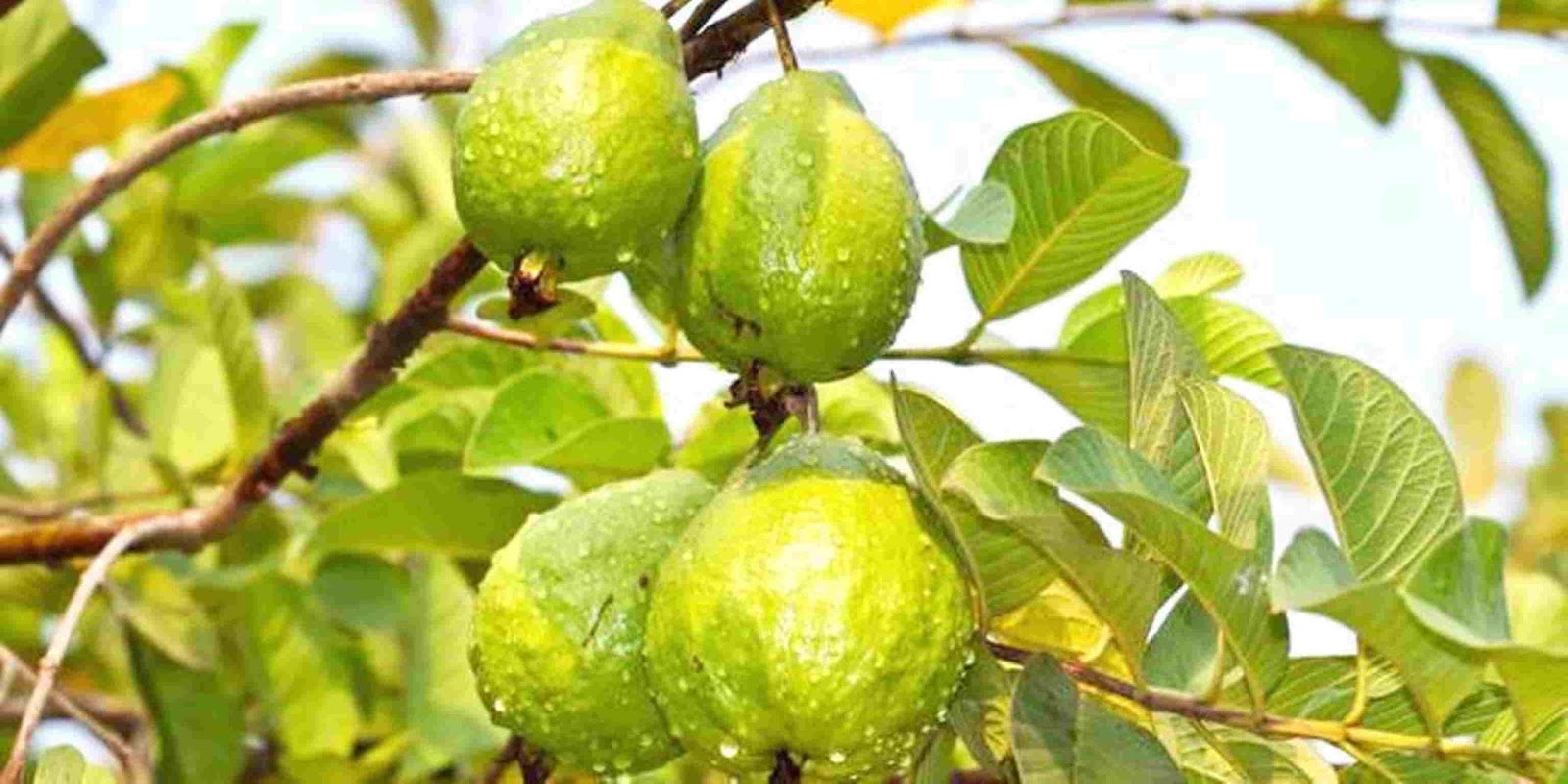 Cara Menumbuhkan Rambut Dengan Daun Jambu Biji Seputar Dunia Wanita