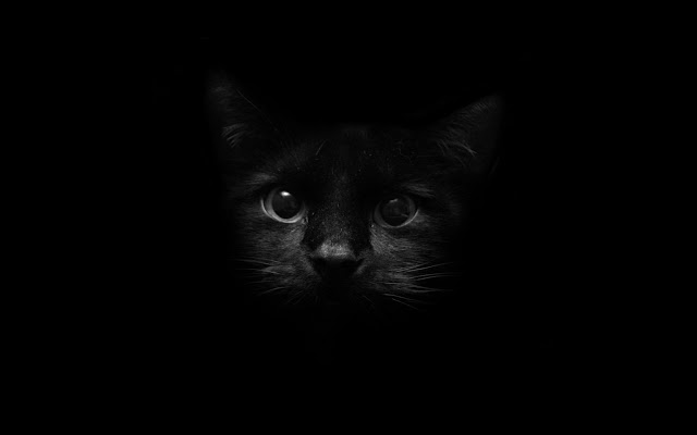 Cute Black Cat Wallpaper