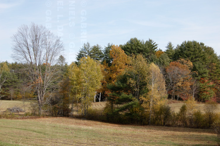 Landscape and foliage in Norwich Vermont -- photo by Gabriel L. Daniels