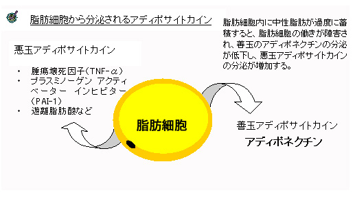 愛知職域コホート研究 喫煙は血中アディポネクチンを低下させる 愛知職域コホート研究 喫煙は血中アディポネクチンを低下させる