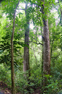 Dry Forest Puriscal