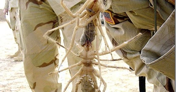 Biggest Camel Spider  in the World