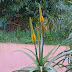 The Bottlebrush Aloe.