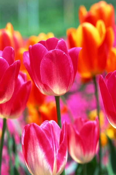 Nama Latin Bunga Tulip Klasifikasi dan Fakta Uniknya 