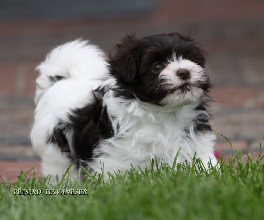 Havanese VDH Welpe Rüde Farbe chocolate / braun Schoko chocolate mit weiß