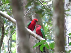 Moluccan King Parrot in lowland forest near Sausapor town