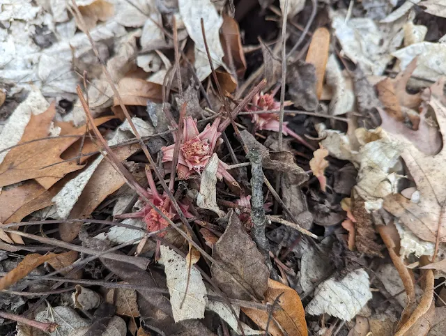 Heucheras Eaten by Rabbits In Winter