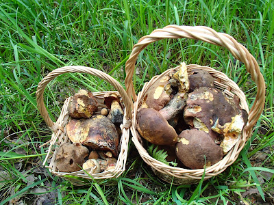 Las Bronaczowa, majowe grzyby, borowik ceglastopory, Boletus luridiformis