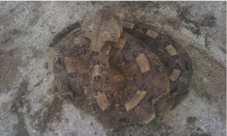 Strange Snake Which Swallowed a Fish Killed in Nigeria (Photos)
