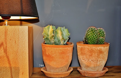 sietecuatrocuatro-cactus-time-deco-744-decoracion-con-cactus