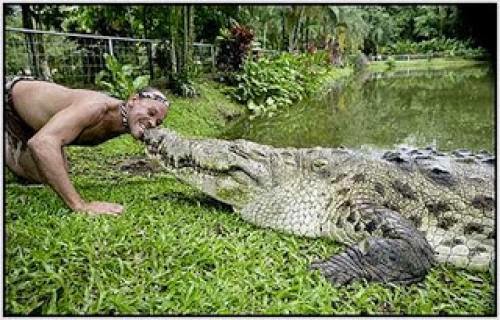 Crocodile Visions And Other Worlds Ayahuasca And Dmt Animations And