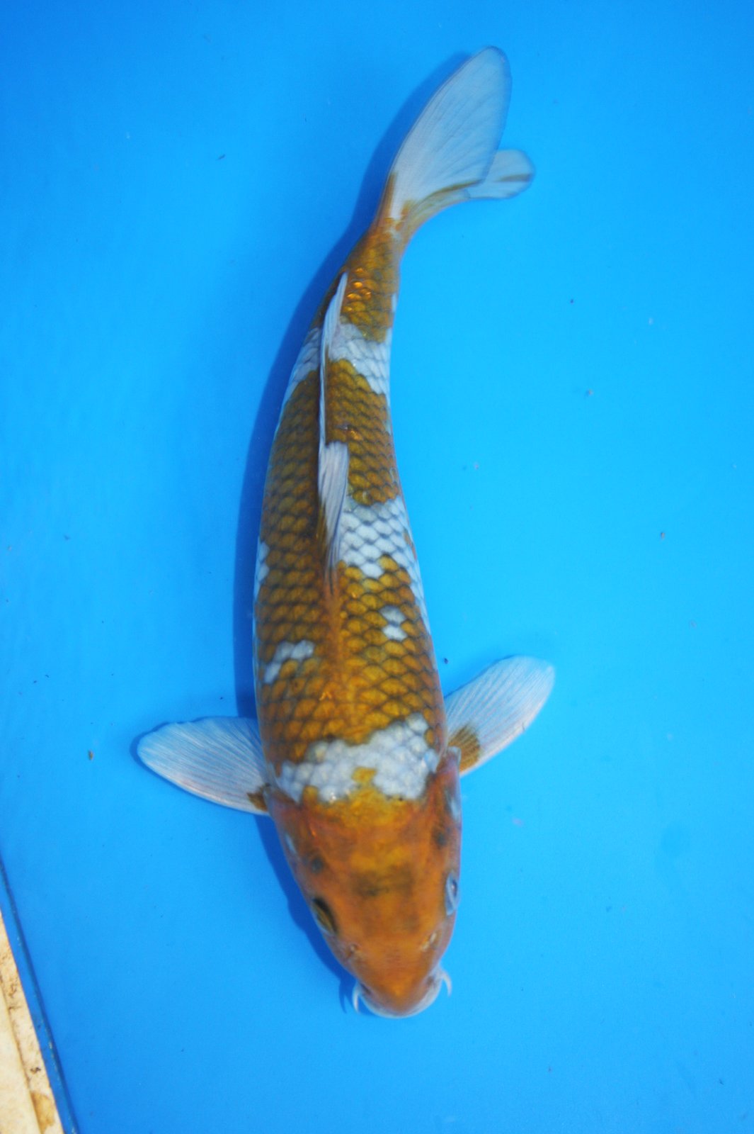 The Blackwater Blog: Unique and rare koi for sale Two year olds