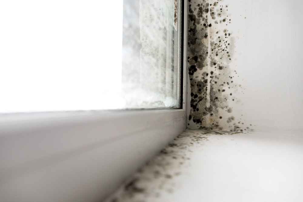 mould inspection at home