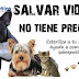 Esterilización de perros y gatos, totalmente gratuito en la comuna de Retiro