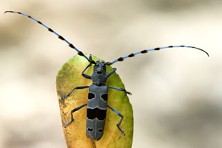 Para ampliar Rosalia alpina (Linnaeus 1758) Longicornio del haya hacer clic