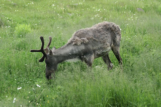 Renne - Caribou - Rangifer tarandus