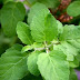 তুলসী পাতা (Tulsi - Holy Basil)