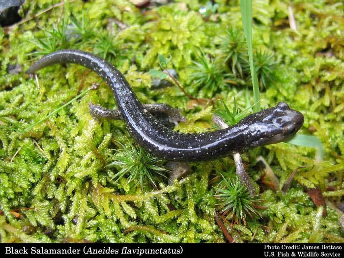 Salamander Dissection