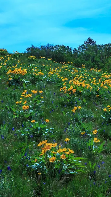 Wild Flowers Desktop And iPhone Wallpaper