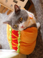 ideas de disfraces de Halloween para gatos