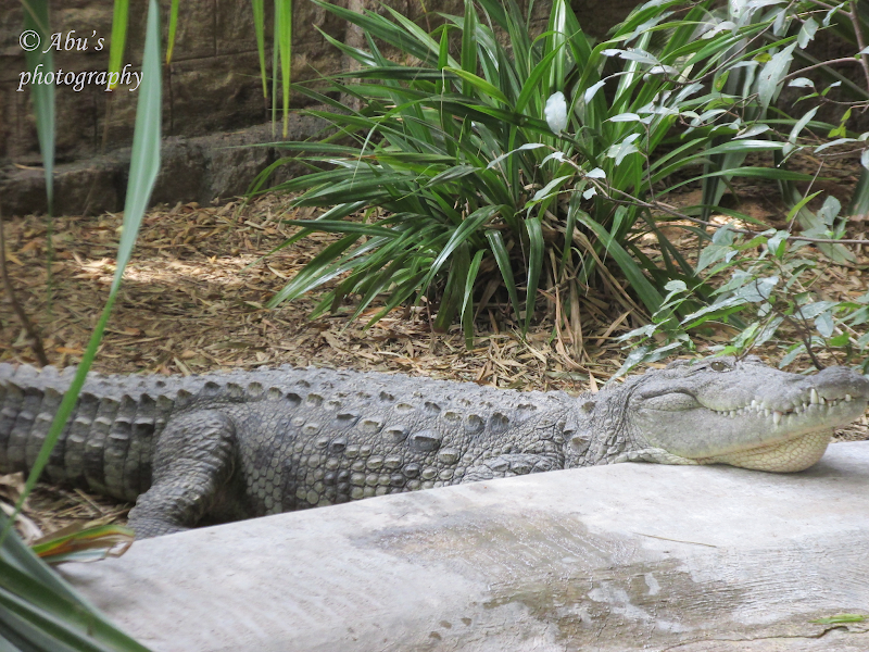 Crocodiles - Reptile Survivors