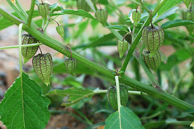 Cây thù lù có hoa màu trắng,quả tròn,có đường kính 3-5cm, cây dễ trồng