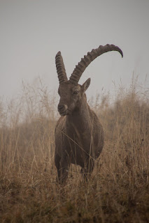 Can goats see in the dark