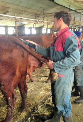 la laiterie de paris, montée en estive, vache salers, cantal, salers tradition, gaec salat, fromage, transhumance cantal, fête de l'estive allanche, blog fromage, blog fromage maison, cloche vache, faire du fromage, fabrication cantal, fabrication salers