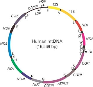 Creation scientists have to do the work that secular scientists will ignore. In this case, DNA evidence supports what the Bible says, humanity is descended from the wives of Noah's sons.