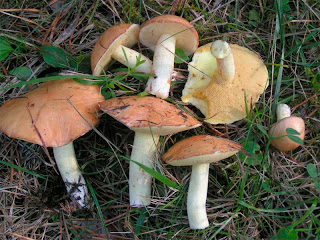 Suillus granulatus - Boleto granulado, suillo