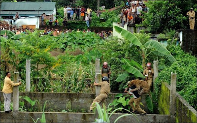 Leopard Attacks Villagers in India Seen On www.coolpicturegallery.us