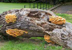 Chicken of the Woods, Laetiporus sulphureus, on felled Oak.  The Knoll, Hayes, on 26 September 2014.