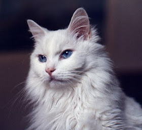 turkish angora information pet cats photo