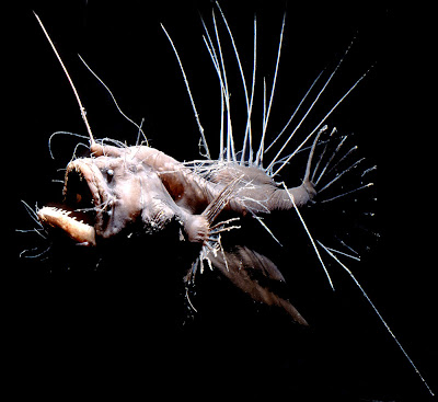 Peces Abisales  bioluminiscentes extraños raros 