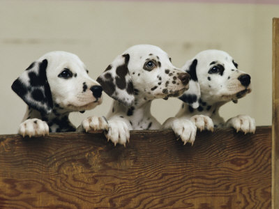 Toilet Training Puppies on Training Your Dalmatian To Listen To You