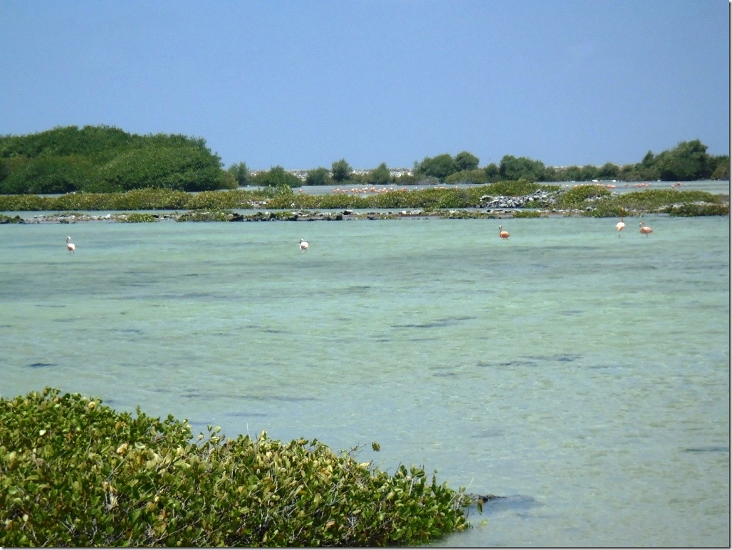 021j viele flamingos