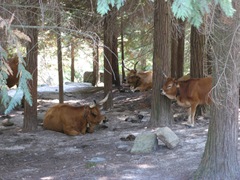 Gerês