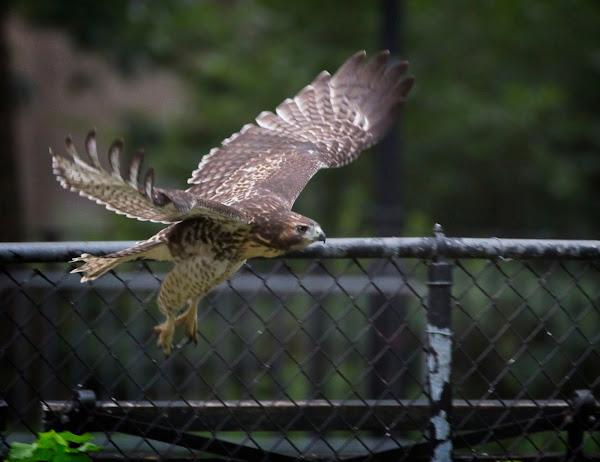 Tompkins Square red-tail fledgling 04