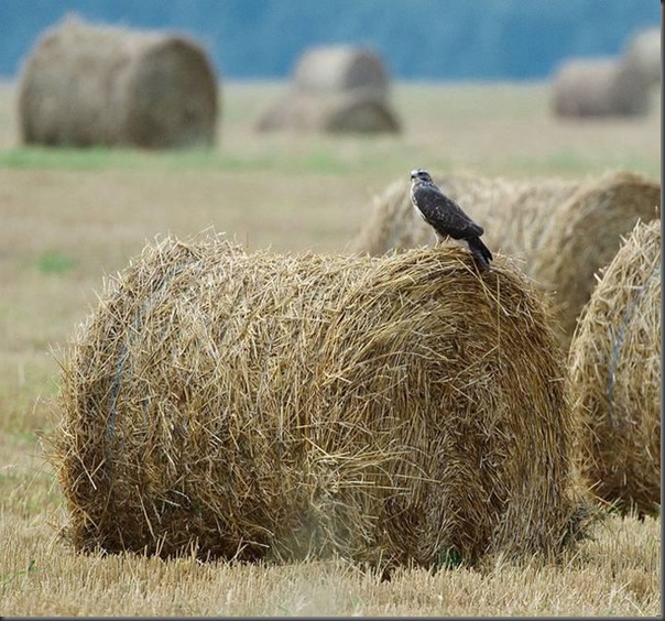 Lindas imagens de animais por Andris Eglitis (15)