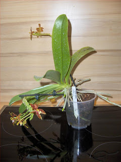 Phalaenopsis Cornu-Cervi orchidea specie botanica radici aeree