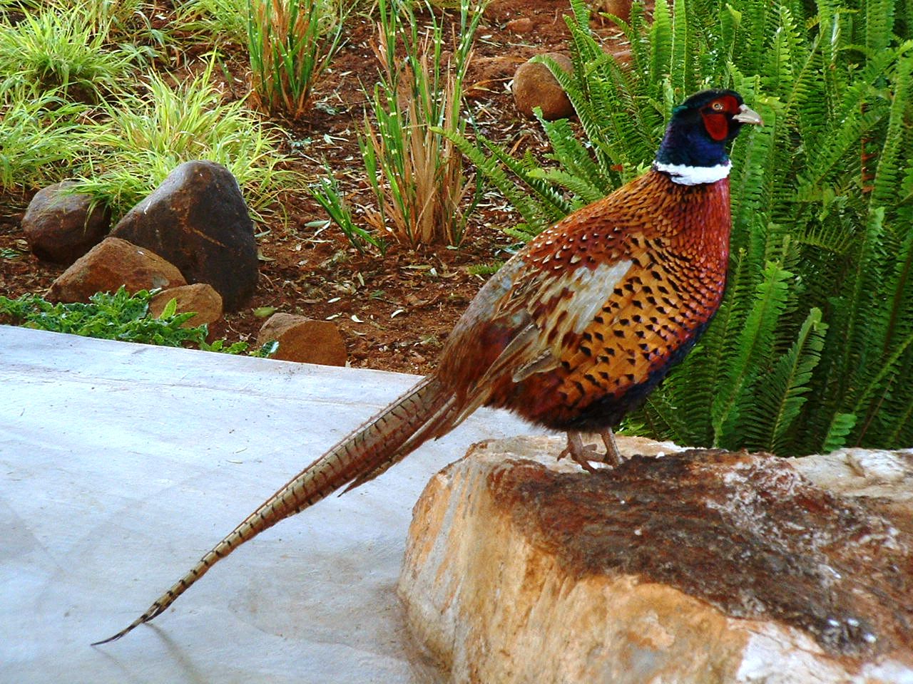 All Wallpapers: Colourful Pheasant Birds Wallpapers