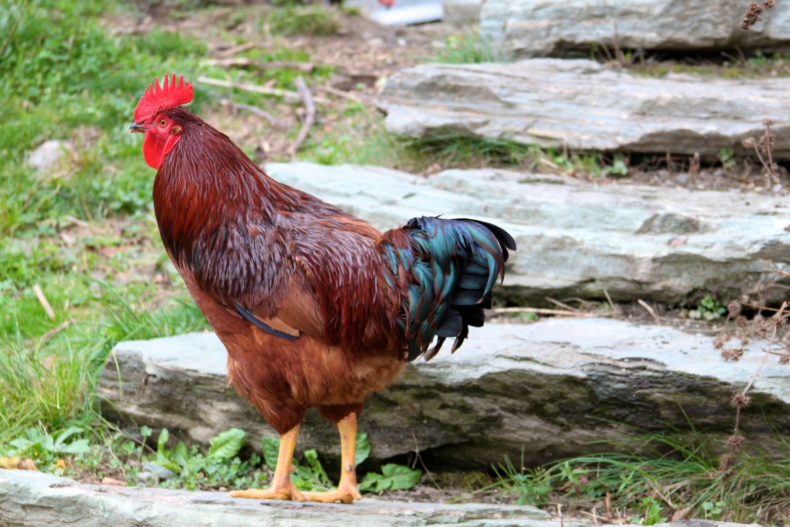 Chicken On Farm