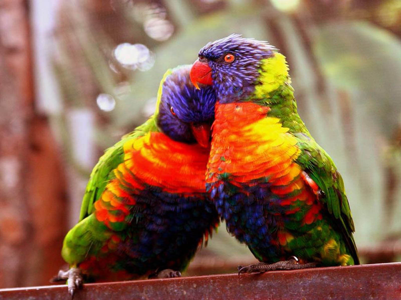 Tag: Love Birds Wallpapers, Backgrounds, Photos,Images and Pictures 