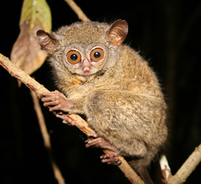 Tarsius merupakan primata nokturnal terkecil di dunia