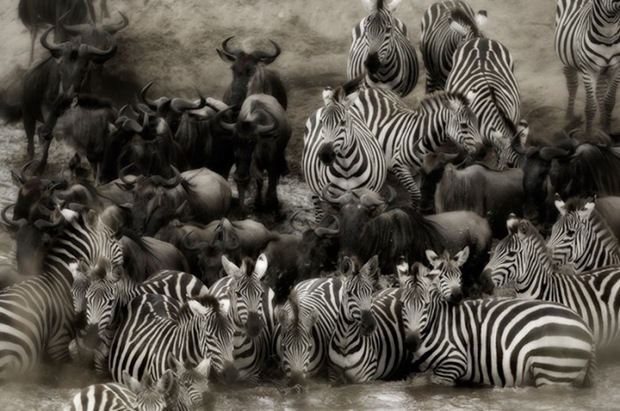 black-and-white-photography-Giraffe black-and-white-photography-Giraffe