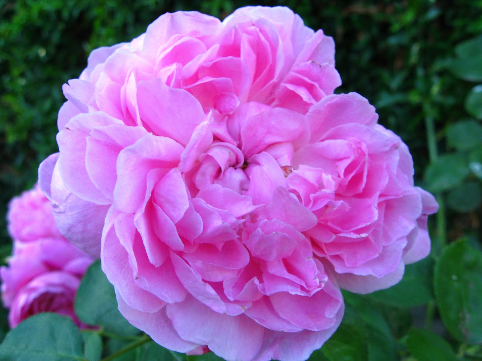 Mary Rose (David Austin) in full open bloom...