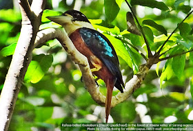 Rufous-bellied Kookaburra (Dacelo gaudichaud)