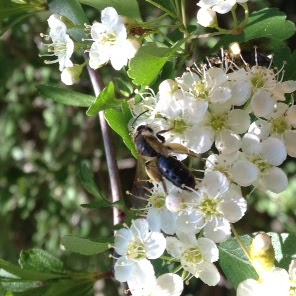foraging, hawthorn tree, native pollinator, native solitary bee, small carpenter bee, 